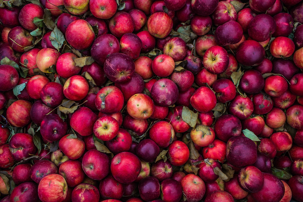 apples are great for maintaining a healthy gut